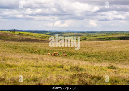 Heidelandschaft im Sommer in New Forest, Hampshire, Großbritannien Stockfoto