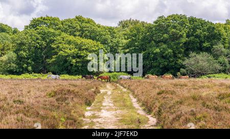 Heidelandschaft im Sommer in New Forest, Hampshire, Großbritannien. Ponys gehen in einem Konvoi. Stockfoto