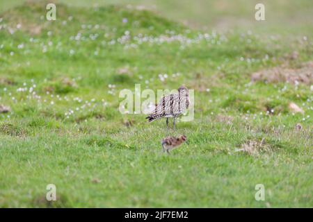 Eurasischer Curlew Numenius arquata, Erwachsene Roosting, Festland, Shetland Isles, Schottland im Juni Stockfoto