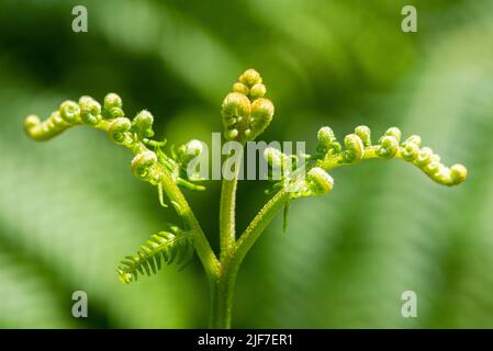 Bracken (Pteridium) brüten mit sich ausrollenden neuen Blättern Stockfoto