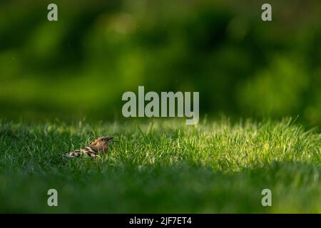 Eurasischer Wiedehopf Upupa epops, Nahrungssuche auf Graslandbahn, Catcott-Tiefstände, Somerset, Großbritannien, April Stockfoto