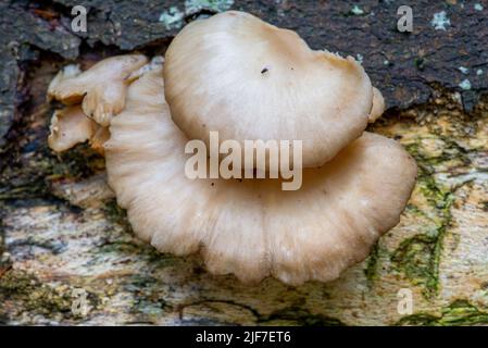 Birke Polypore Brauner Baumpilz auf verfallender Silberbirke. Stockfoto