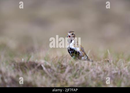 Europäische Goldpfeife Pluvialis apricaria, Erwachsenendarstellung in Moorland, Gallow Hill, Fetlar, Shetland Isles, Schottland, Großbritannien, Juni Stockfoto