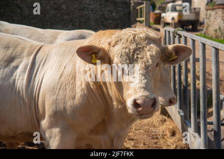 Charolais-Bulle auf dem Bauernhof in Gower, Wales, Großbritannien Stockfoto