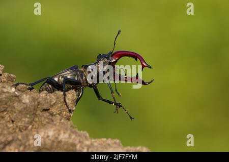 Europäischer Hirschkäfer Lucanus cervus, Männchen auf Baumstamm, Farm Lator, Sály, Ungarn, Juni Stockfoto
