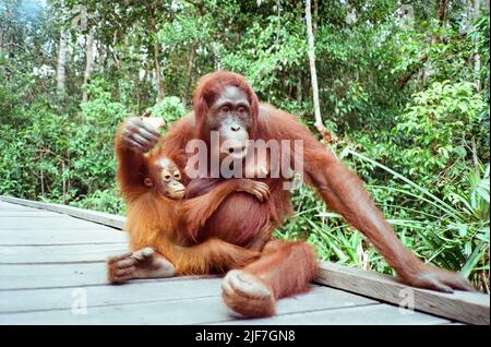 Ein Orang-Utan-Baby klammert sich an seine Mutter. (Nikon L35 AD2, Kodak Gold 200). Stockfoto