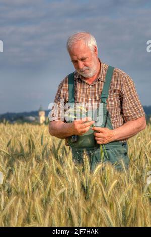 Bevor die Ernte beginnen kann, überprüft ein erfahrener Landwirt den Reifegrad und den Feuchtigkeitsgehalt der Körner. Getreide kann nur gut gelagert werden, wenn Stockfoto