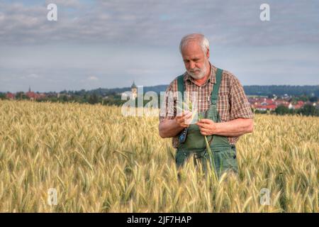 Bevor die Ernte beginnen kann, überprüft ein erfahrener Landwirt den Reifegrad und den Feuchtigkeitsgehalt der Körner. Getreide kann nur gut gelagert werden, wenn Stockfoto