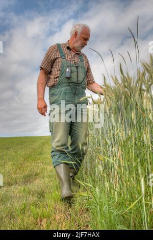 Vor der Ernte geht ein erfahrener älterer Landwirt an seinem Getreidefeld vorbei und überprüft den Reifegrad und den Feuchtigkeitsgehalt des Grais Stockfoto