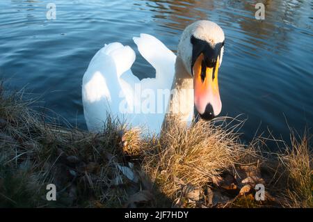 Stummer Schwan am Ufer. Interessierter Blick des Wasservogels. Vogel aus Brandenburg. Tierfoto aus der Natur Stockfoto