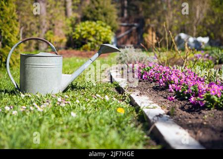 Gießkannen aus Metall in der Nähe von rosa blühenden Pflanzen. Gartenkonzept für den Sommer. Alte Gießkannke Stockfoto