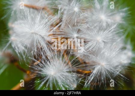 Foto von einem Löwenzahn in der Nähe getroffen. Makro shoto. Schwarz-weiß Foto. Stockfoto