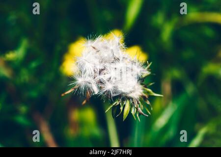 Foto von einem Löwenzahn in der Nähe getroffen. Makro shoto. Schwarz-weiß Foto. Stockfoto