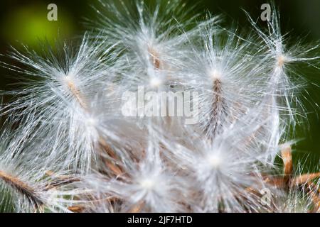 Foto von einem Löwenzahn in der Nähe getroffen. Makro shoto. Schwarz-weiß Foto. Stockfoto