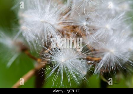 Foto von einem Löwenzahn in der Nähe getroffen. Makro shoto. Schwarz-weiß Foto. Stockfoto