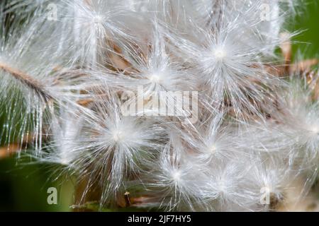 Foto von einem Löwenzahn in der Nähe getroffen. Makro shoto. Schwarz-weiß Foto. Stockfoto