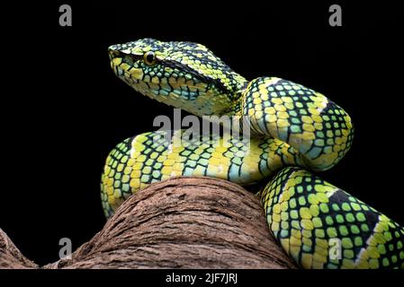 Die Wagler's Pit Viper auf schwarzem Hintergrund Stockfoto