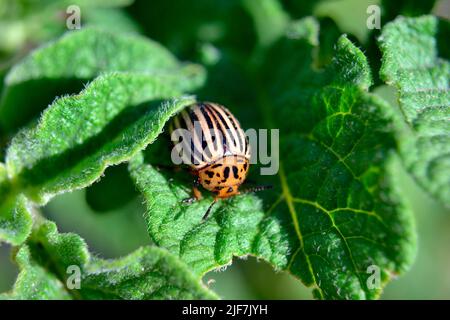 Colorado Käfer auf einem grünen Blatt. Käfer thronte auf den Kartoffeln. Pest frisst Gemüse. Nahaufnahme, Makro, selektiver Fokus. Zehn-Streifen-speermann Stockfoto