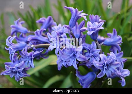Blaue Hyazinthe mit weichen Blütenblättern und grünen Blättern, blühende Hyazinthe im Garten, blaue Frühlingsblumen, blaues Hyazinth Makro, Blumenfoto, Makrofoto Stockfoto