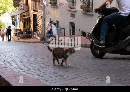 Streunende Katze, die auf einer gepflasterten Straße (Yeni Carsi CD) in Beyoglu, Galatasaray, Istanbul, Türkei, läuft Stockfoto