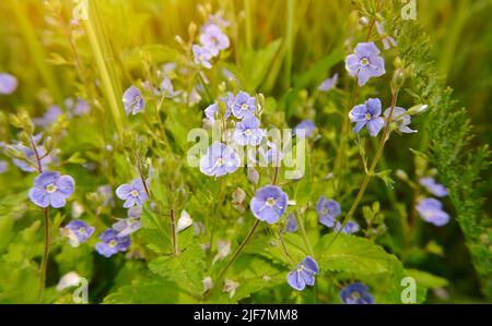 Kleine blaue Blüten der Frühlings- oder Sommerkerze Veronica hamedori germander Speedwell, veronica Vogelauge, Katzenaugen im grünen Gras. Natürlich geblümt Stockfoto