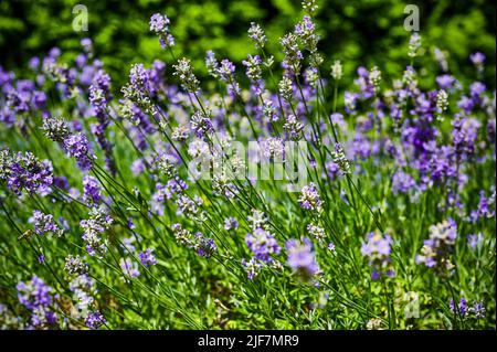 Blick auf blühenden Lavendel (Lavandula angustifolia) auf einer Wiese im Sonnenschein. Stockfoto