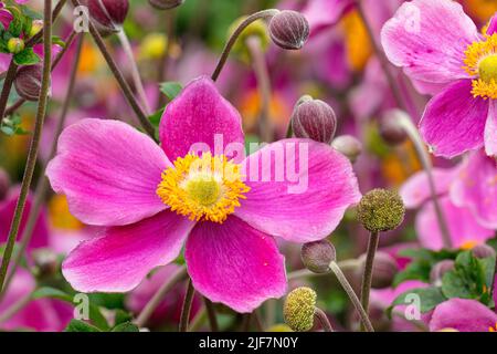 Anemone hupehensis 'Hadspen Abundance' blüht im Upper Walled Garden in Aberglasney Stockfoto