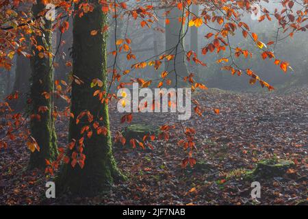 Herbstfarbe im Pigeon House Wood in den Aberglasney Gardens Stockfoto