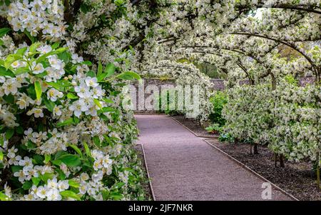 Die Malus-Laube in voller Blüte. Der Kitchen Garden in Aberglasney Stockfoto