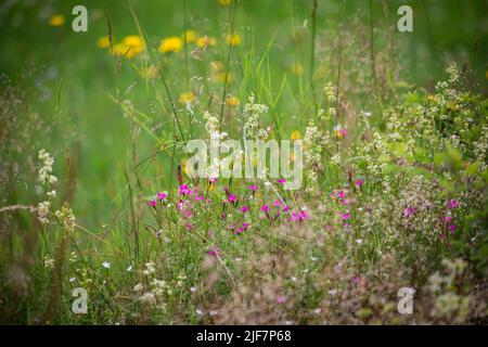 Wilde Blumen in einem Naturgarten Stockfoto