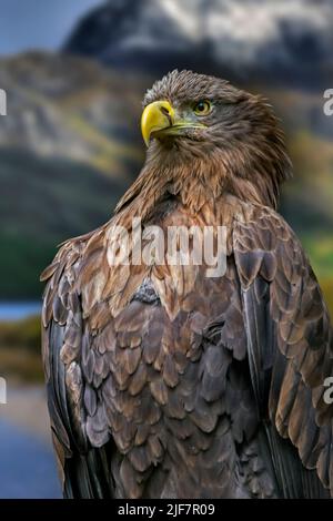 Seeadler / Seeadler (Haliaeetus albicilla) Nahaufnahme Porträt Stockfoto