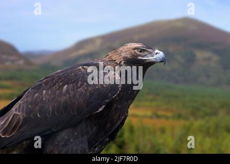 Östlicher Kaiseradler (Aquila heliaca), ein Greifvogel, der in Südosteuropa und weit über West- und Zentralasien brütet Stockfoto