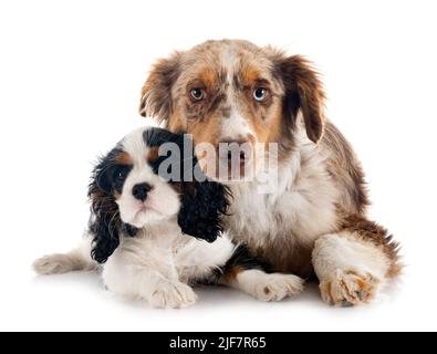 Miniatur amerikanischer Schäferhund und Kavalierkönig charles vor weißem Hintergrund Stockfoto