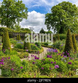 Allium und Iris im Upper Walled Garden in Aberglasney Stockfoto