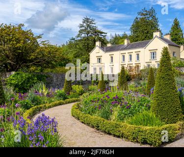 Iris sibirica Perry's Blue and Allium im Upper Walled Garden in Aberglasney Stockfoto