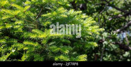 Tannenbaum aus nächster Nähe. Fichtenpflanzen Nadeln Hintergrund, Weihnachtsbaum in der Natur. Grünes, frisches Laub, Kopierraum. Vorlage für Weihnachtskarte Stockfoto