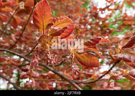 Fagus sylvatica purpurea Baum in Blüte Stockfoto
