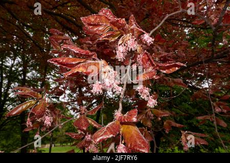 Fagus sylvatica purpurea Baum in Blüte Stockfoto