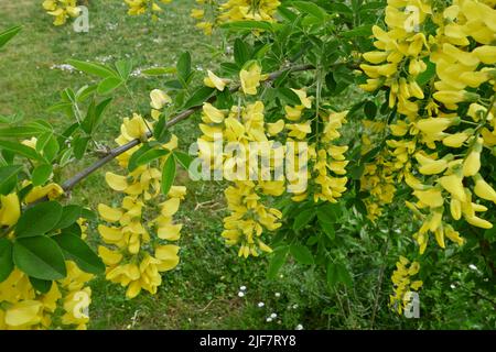 Laburnum anagyroides blüht Stockfoto
