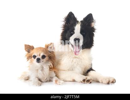 Junge Yakutian Laika und Chihuahua vor weißem Hintergrund Stockfoto