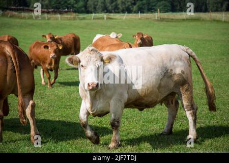 Rinderherde im Freiland, Waldviertel, Österreich Stockfoto