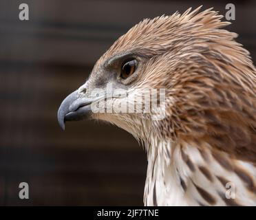 Wandelbares oder crested Hawk Eagle-Porträt auf einem Baum im Zoo von Thailand thront. Stockfoto