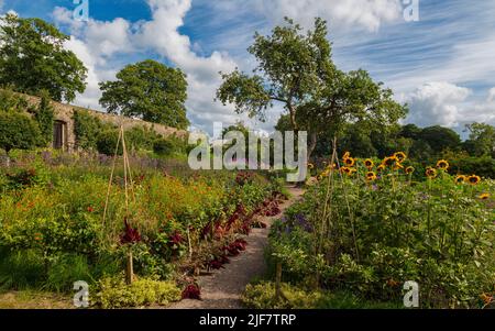 Der Kitchen Garden im Spätsommer in den Aberglasney Gardens Stockfoto