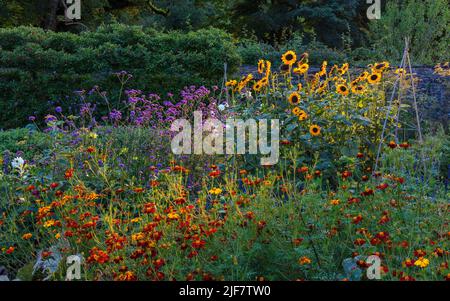 Der Kitchen Garden im Spätsommer in den Aberglasney Gardens Stockfoto