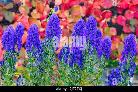 Aconitum carmichaelii mit Viitis coignetiae Hintergrund im Upper Walled Garden bei Aberglasney Stockfoto