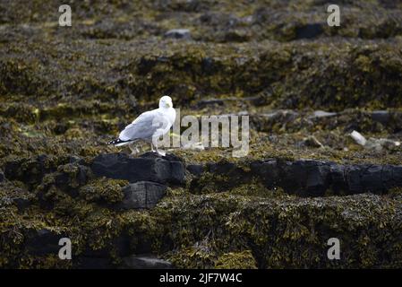 Europäische Heringsmöwe (Larus argentatus) auf der Isle of man, Großbritannien, im Juni, im rechten Profil, links vom Bild, auf Lichen Covered Beach Rocks Stockfoto