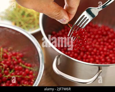Die Hand entfernt rote reife Johannisbeeren mit einer Gabel vom Stiel, Nahaufnahme der Vorbereitung von hausgemachten Früchten für Desserts oder Marmeladen Stockfoto