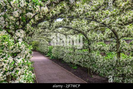 Die Malus-Laube in voller Blüte. Der Kitchen Garden in Aberglasney Stockfoto