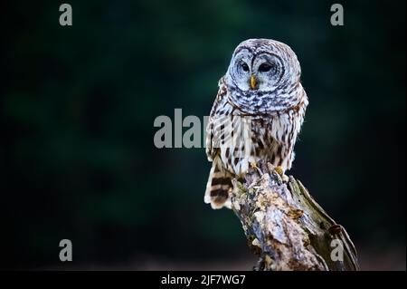 Barred Owl thront auf einer Zweigstelle, Ontario, Kanada Stockfoto