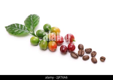Kaffee Kirschbohne und Blätter Stockfoto
